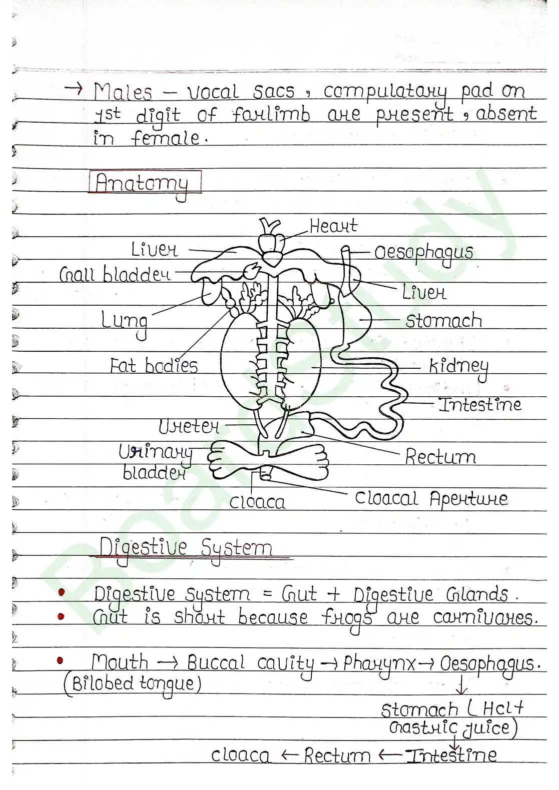 7. Structural organisation in animal_page-0025
