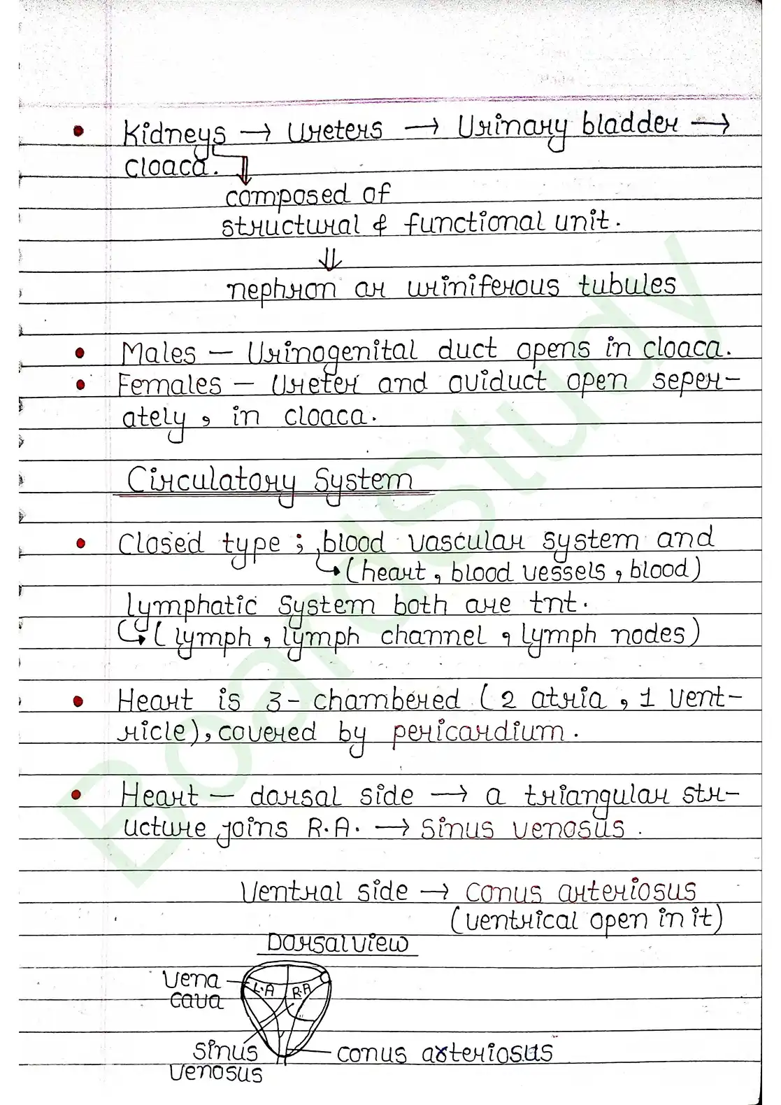 7. Structural organisation in animal_page-0027