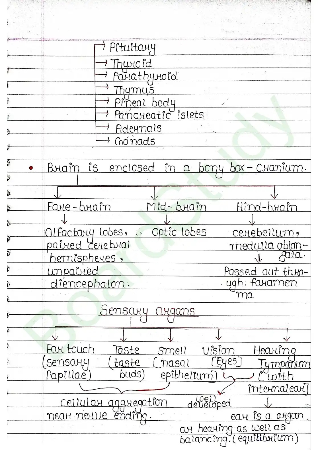 7. Structural organisation in animal_page-0029
