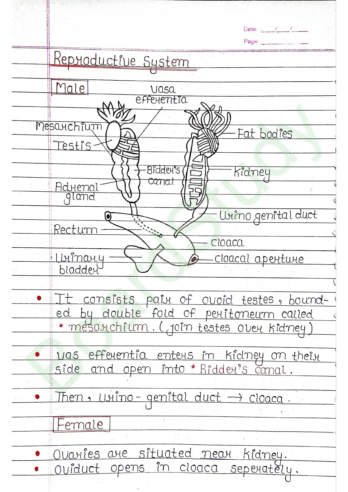 7. Structural organisation in animal_page-0030