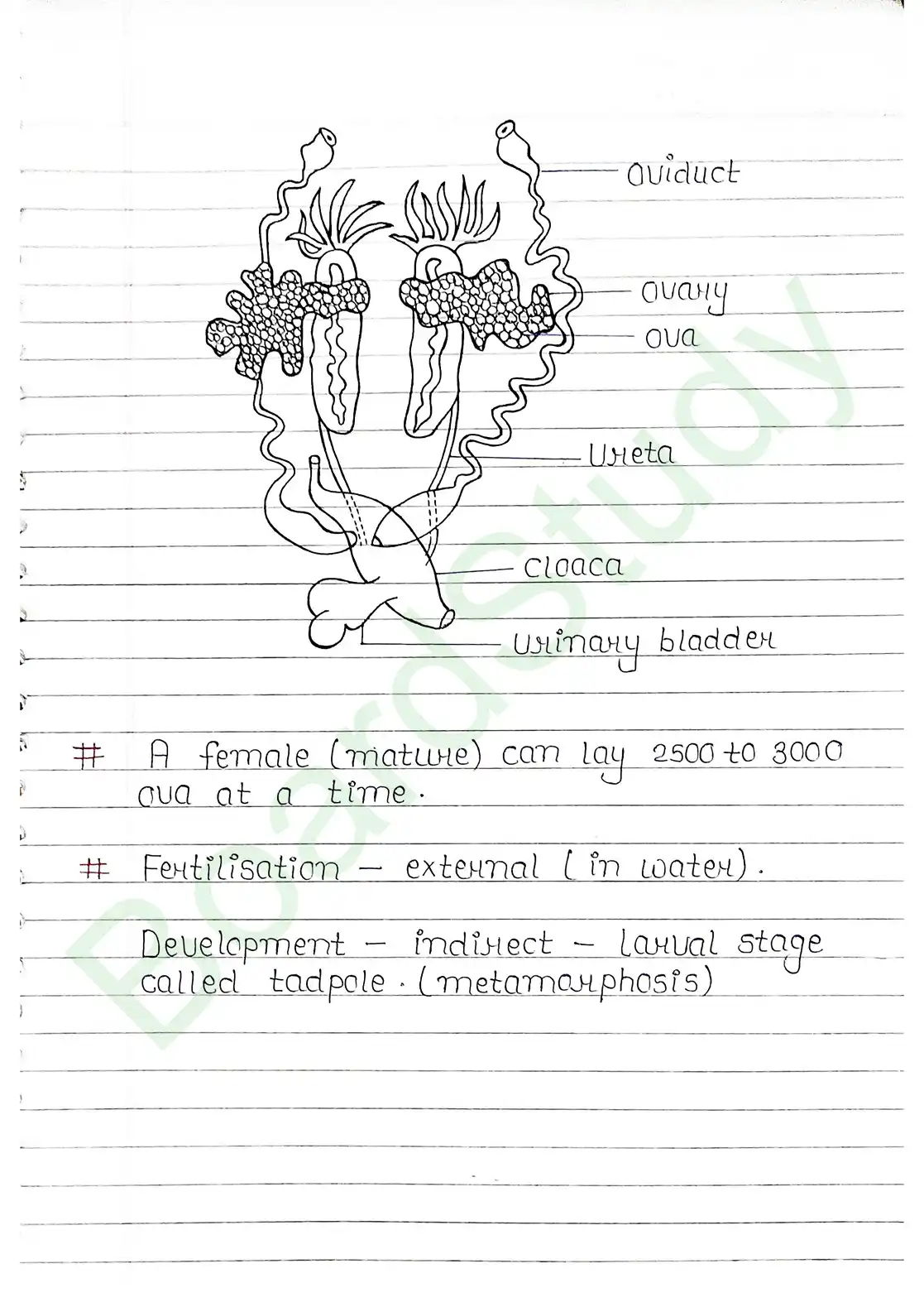 7. Structural organisation in animal_page-0031