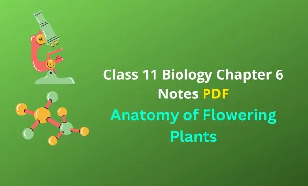 Anatomy of Flowering Plants
