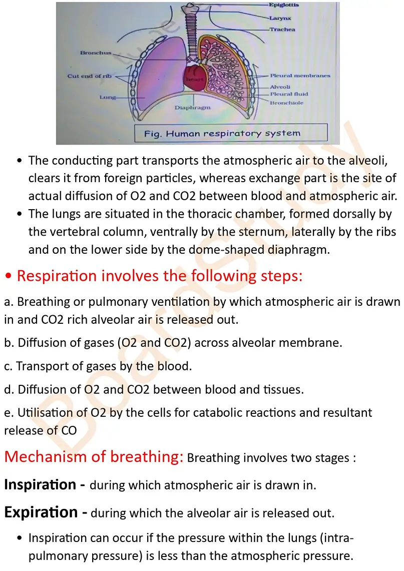 Breathing and exchange of gases notes_page-0003
