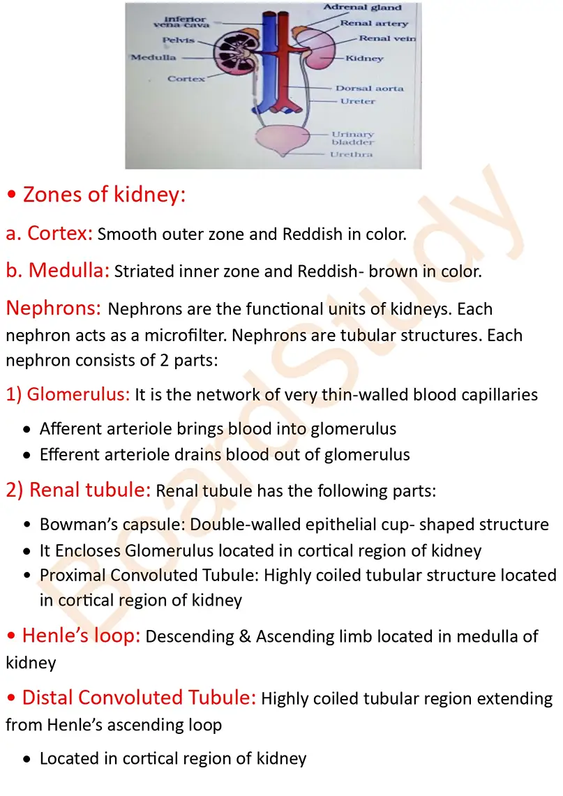 Excretory product and their elimination notes_page-0003