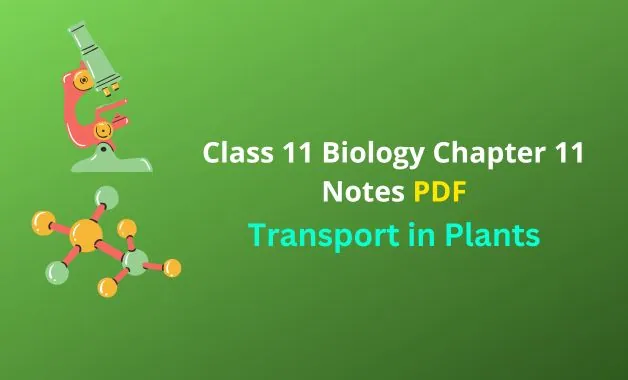 Transport in Plants Notes
