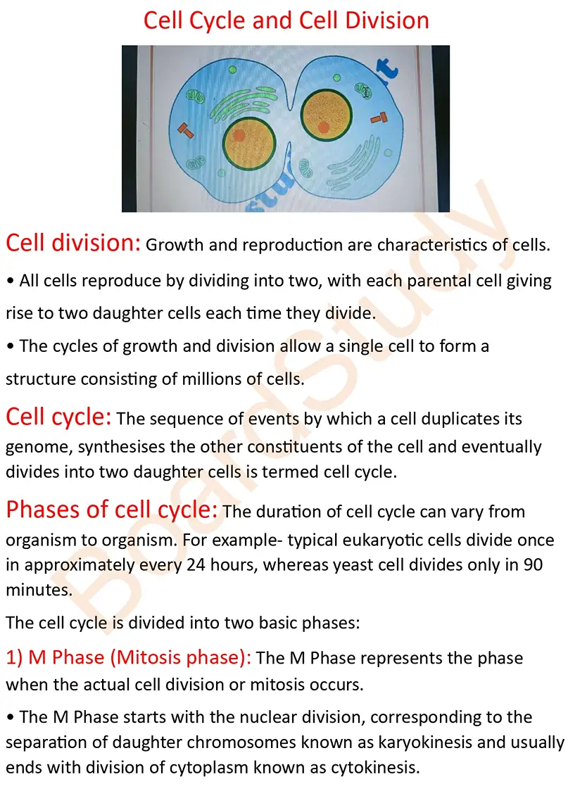 cell cycle and division notes_page-0001