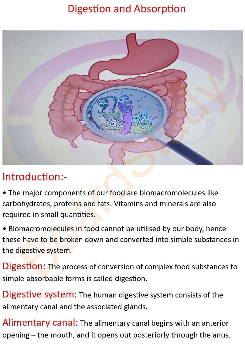 digestion and absorption notes_page-0001