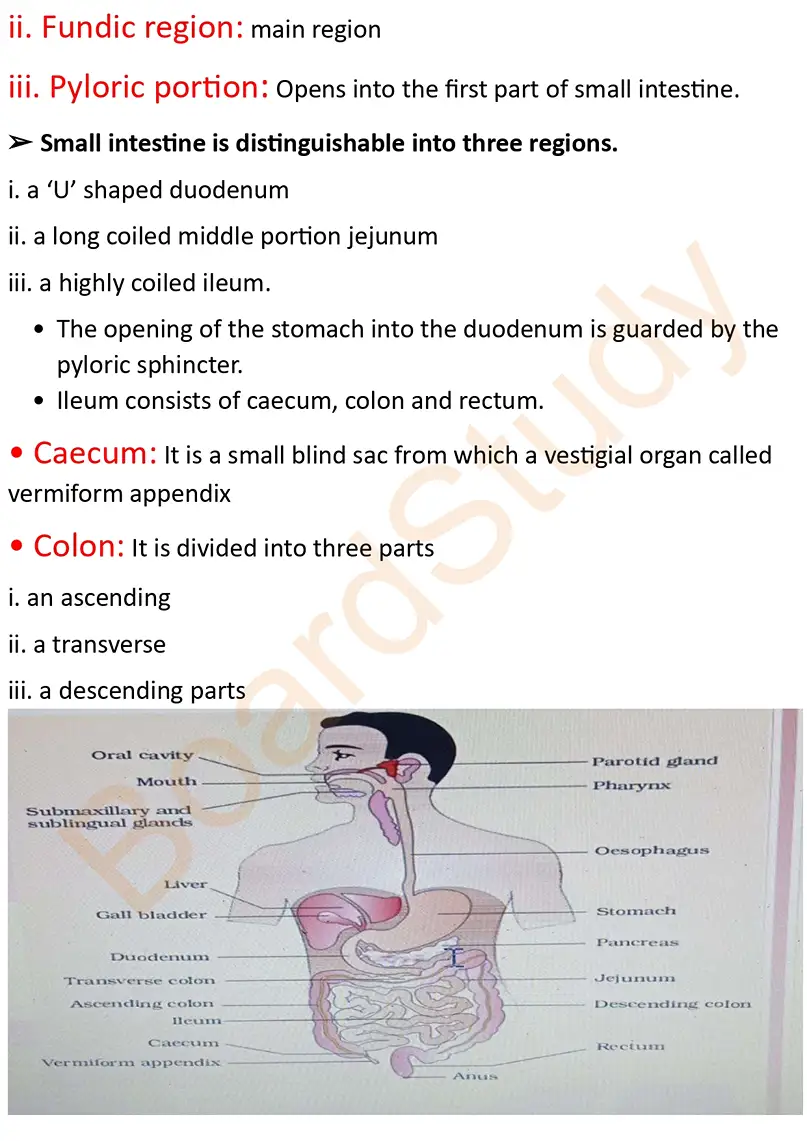 digestion and absorption notes_page-0003
