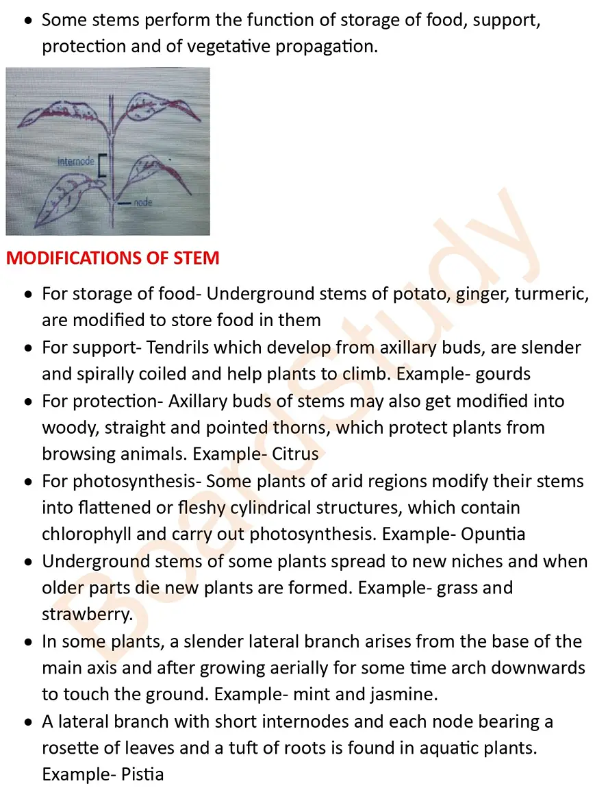 morphology of flowes notes_page-0004