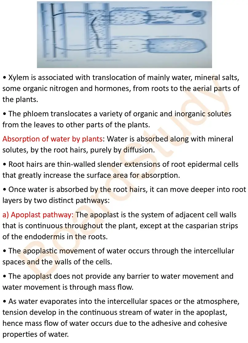 transportion in plants notes_page-0007