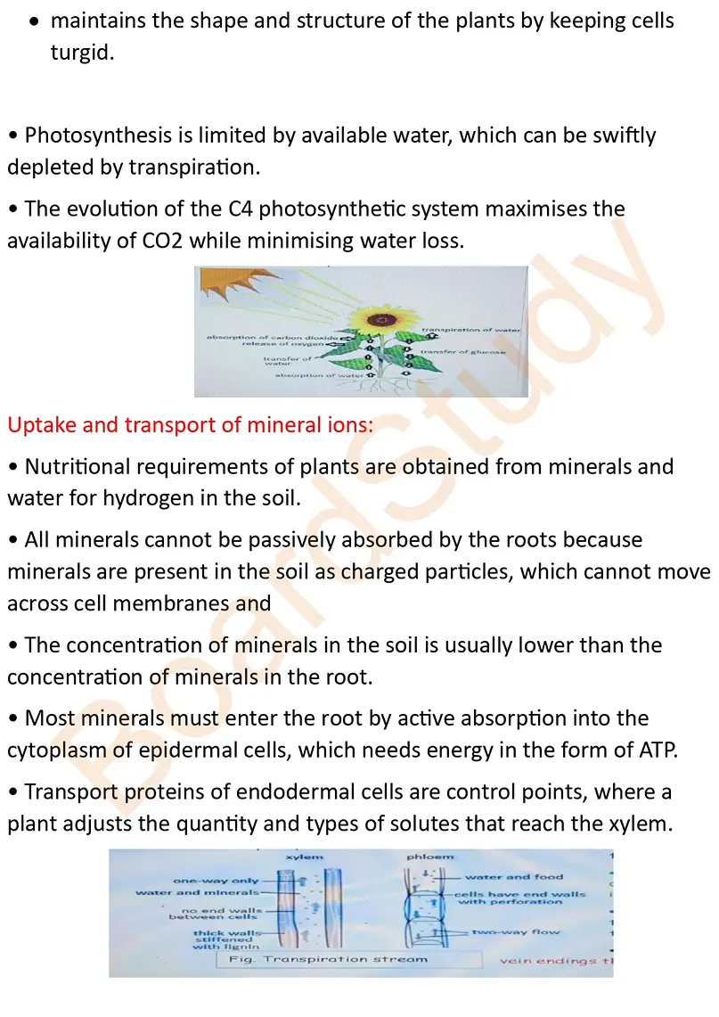 transportion in plants notes_page-0011