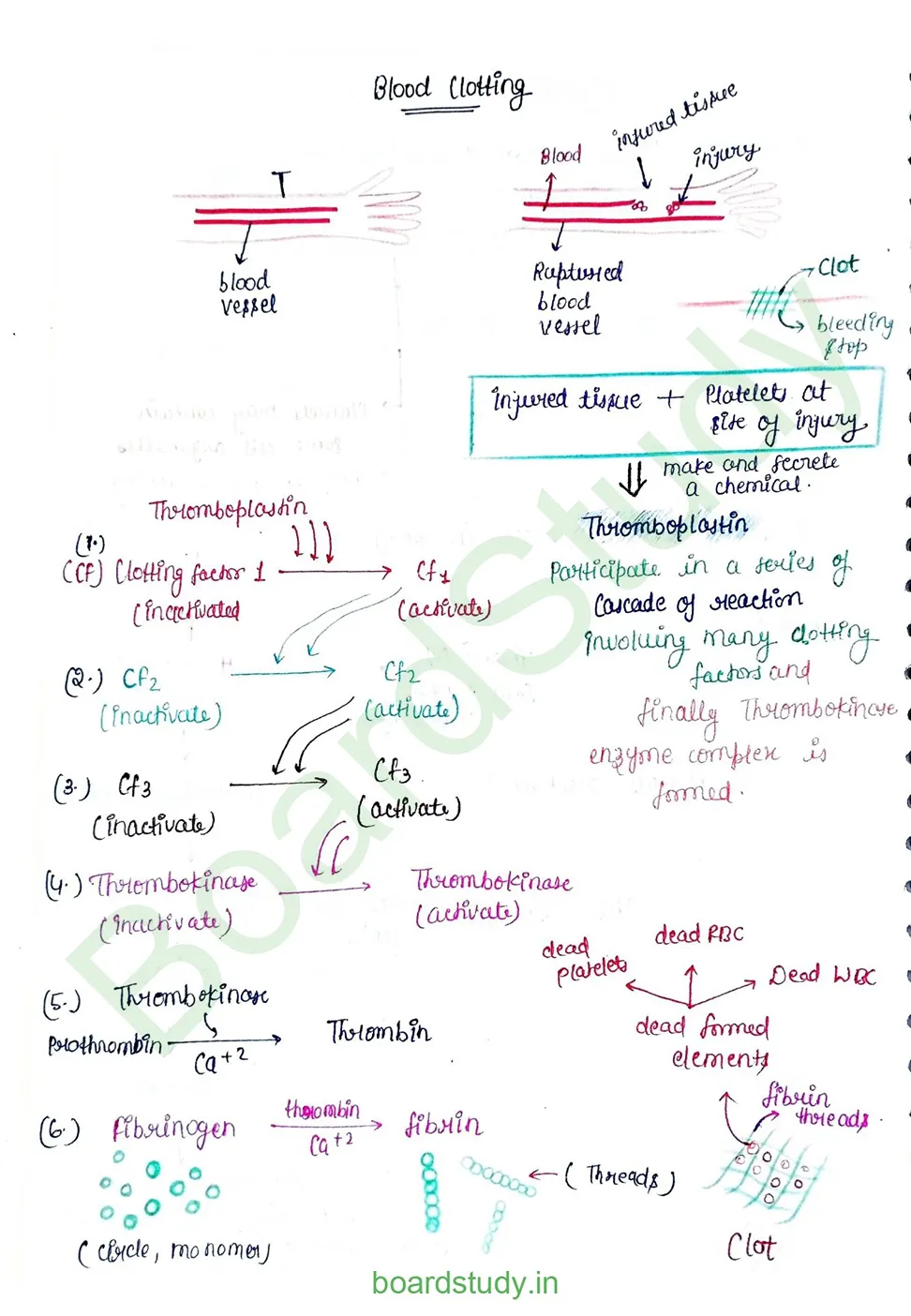 Body fluids and circulation_page-0024