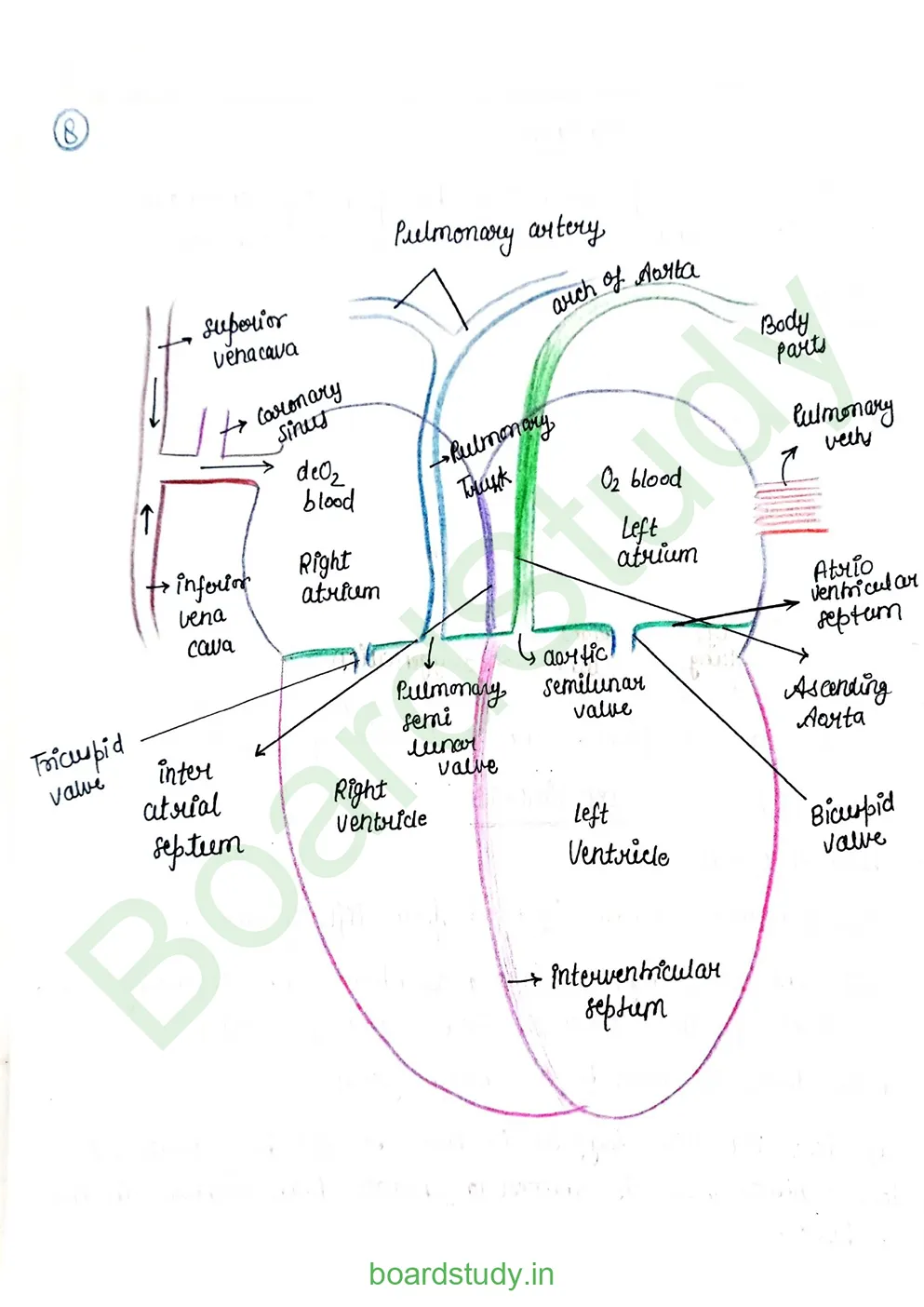 Body fluids and circulation_page-0034