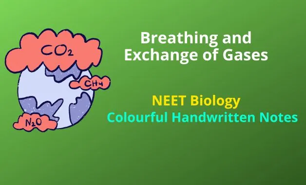 Breathing and Exchange of Gases Notes