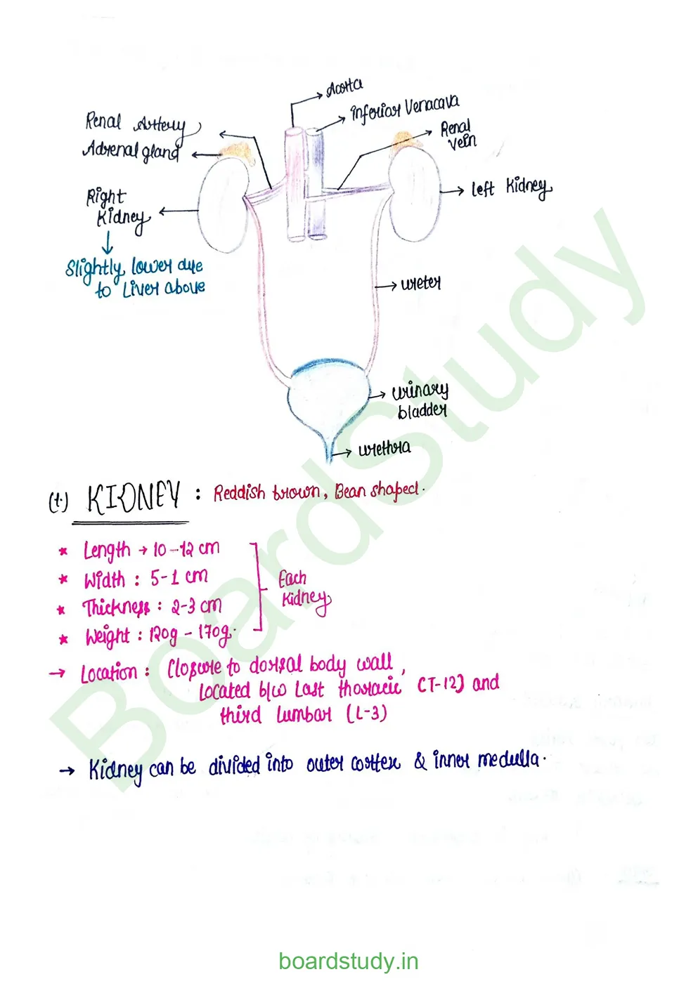 Excretory product and its elimination_page-0003