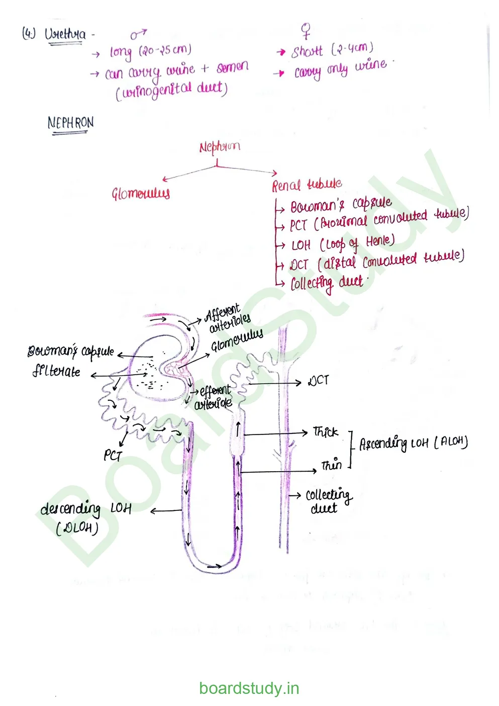 Excretory product and its elimination_page-0003