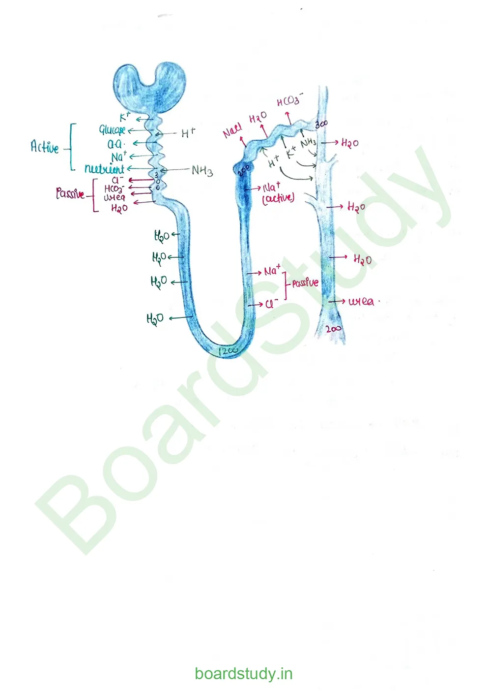 Excretory product and its elimination_page-0015