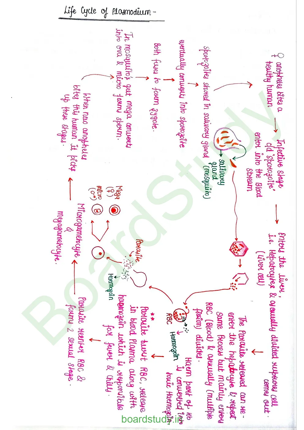 Human Health and Disease_page-0032