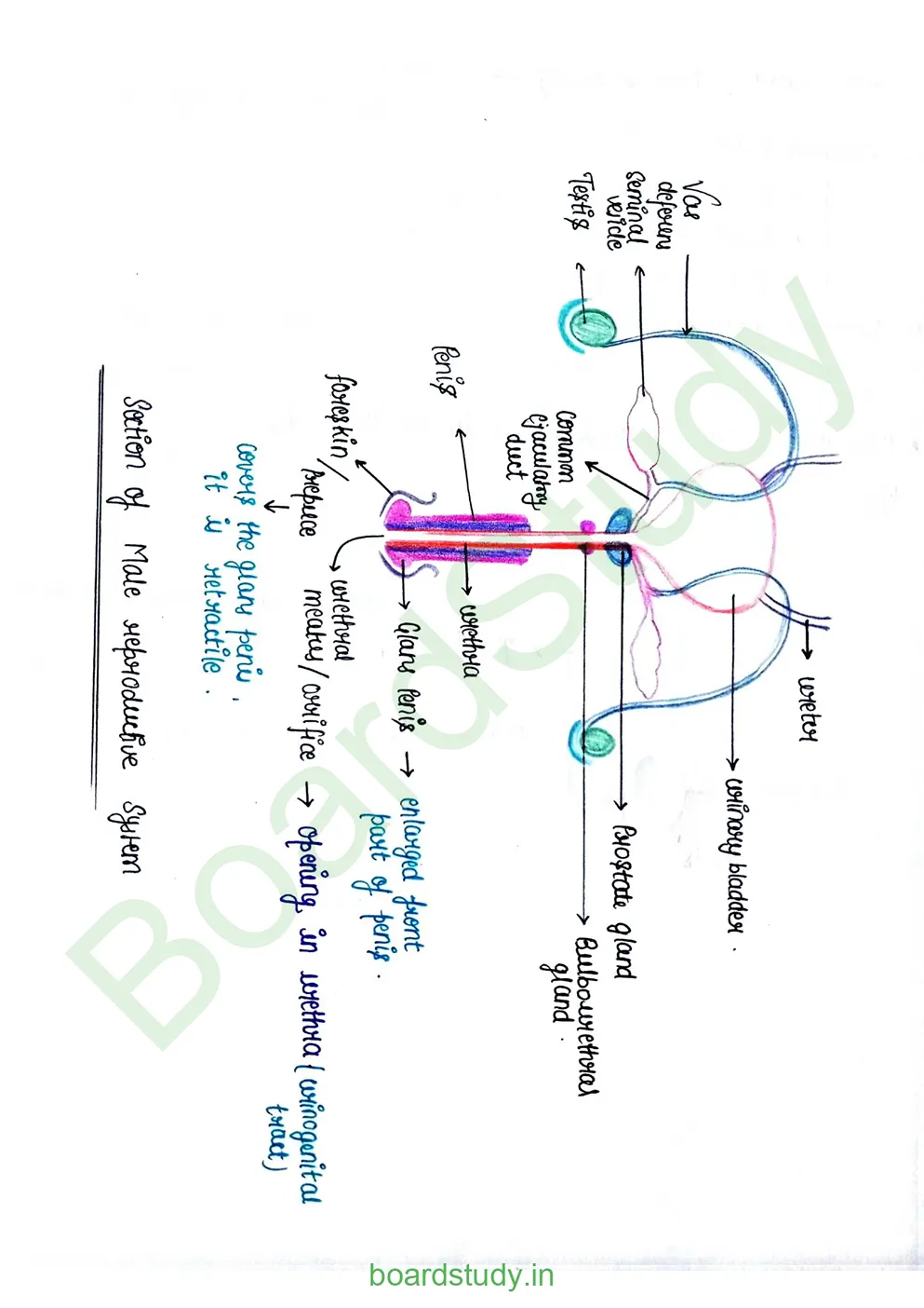 Human reproduction_page-0004