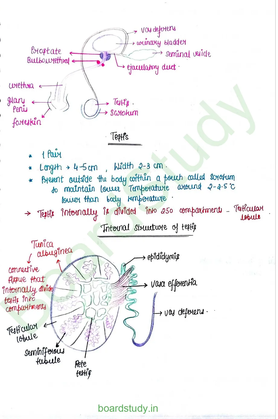 Human reproduction_page-0005