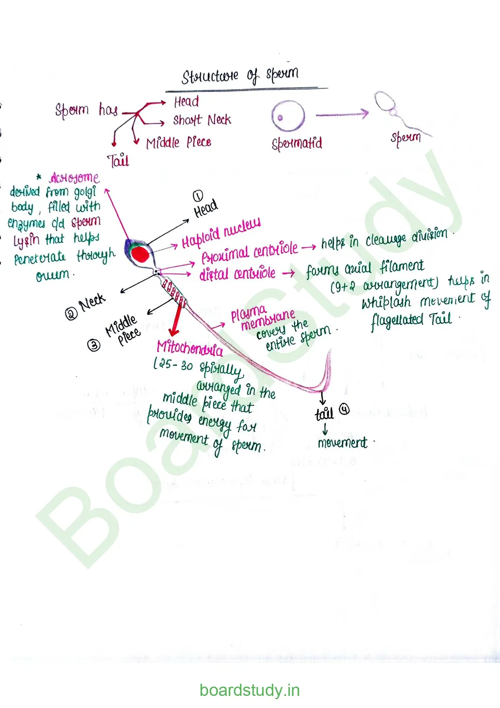 Human reproduction_page-0011