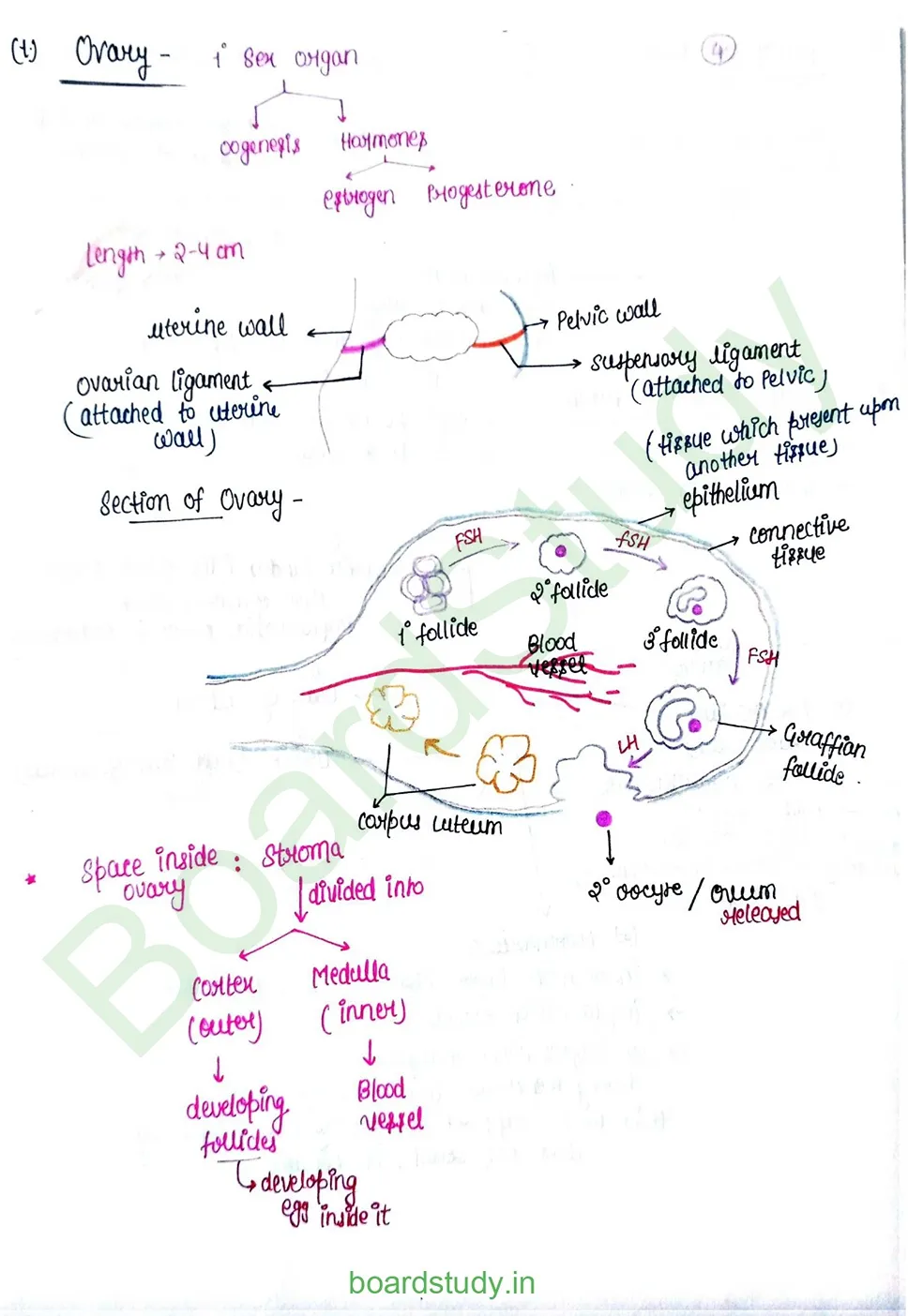 Human reproduction_page-0013