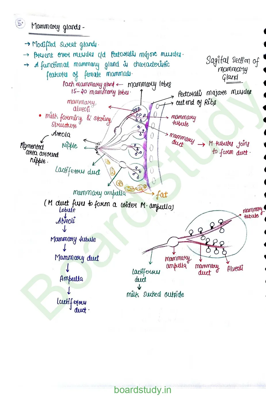 Human reproduction_page-0016