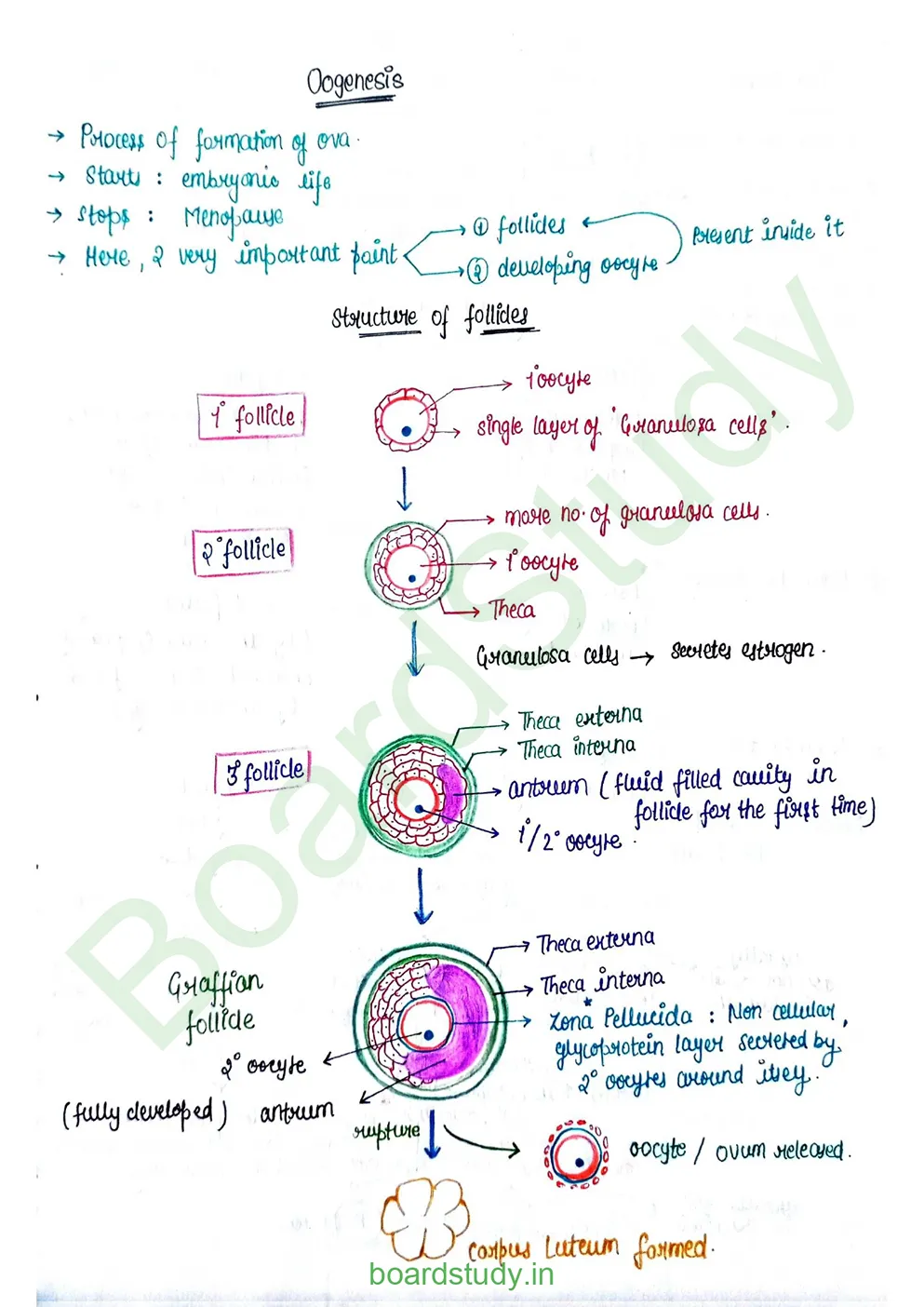 Human reproduction_page-0019