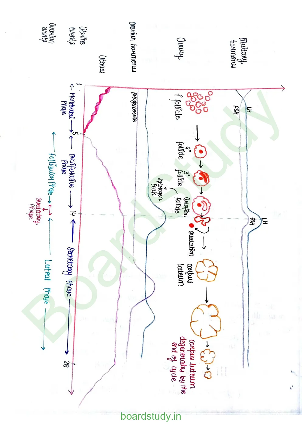 Human reproduction_page-0022