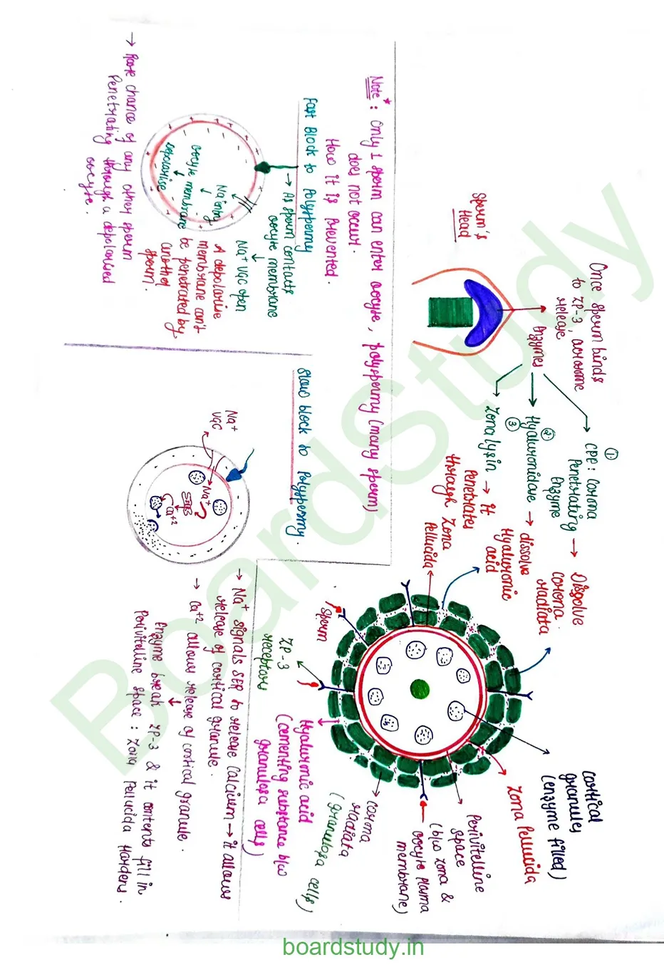 Human reproduction_page-0026