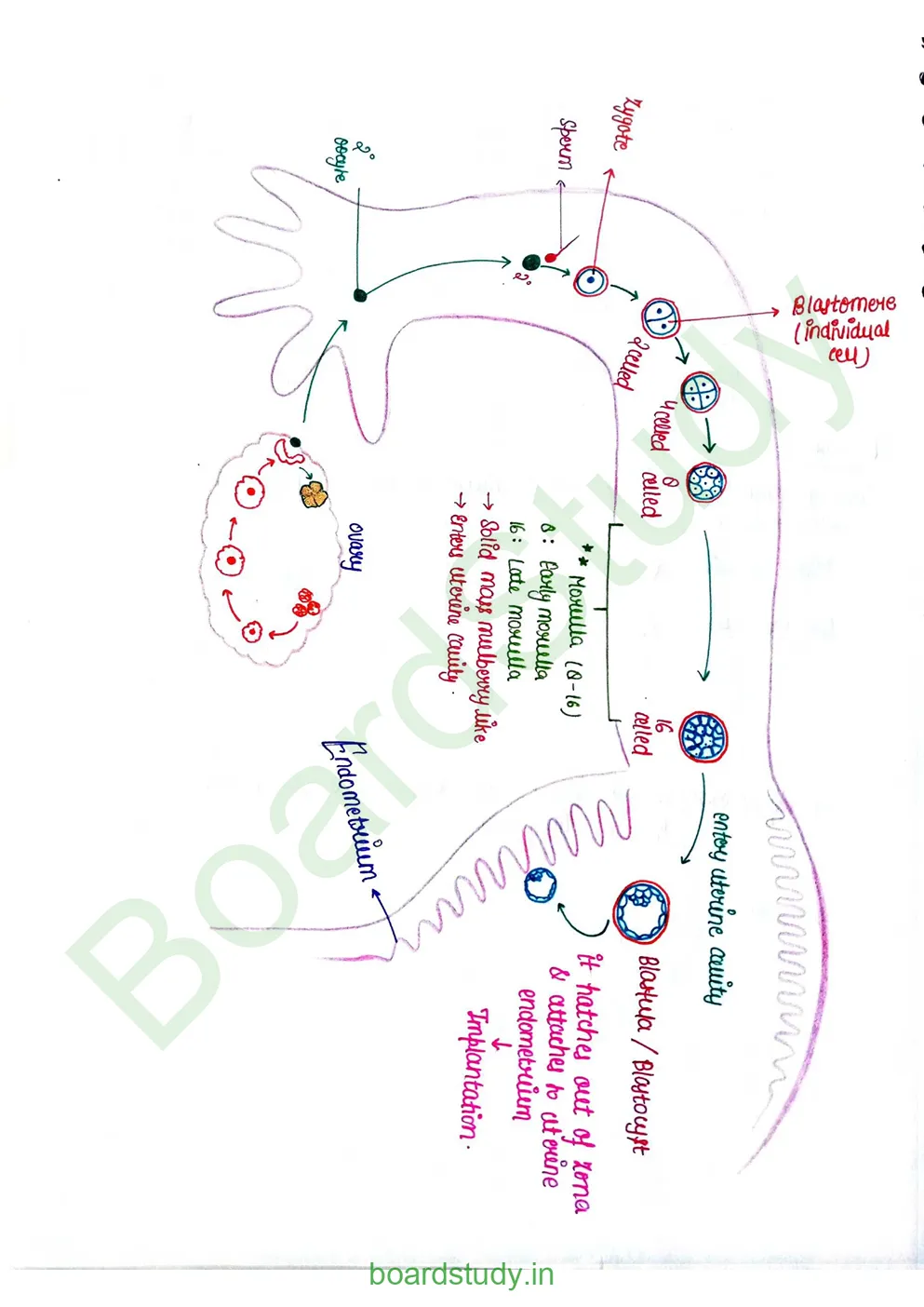 Human reproduction_page-0028