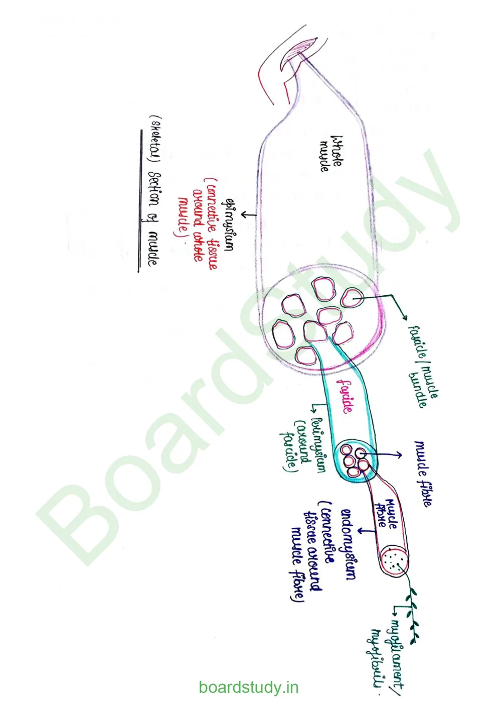 Locomotion & Movement_page-0004