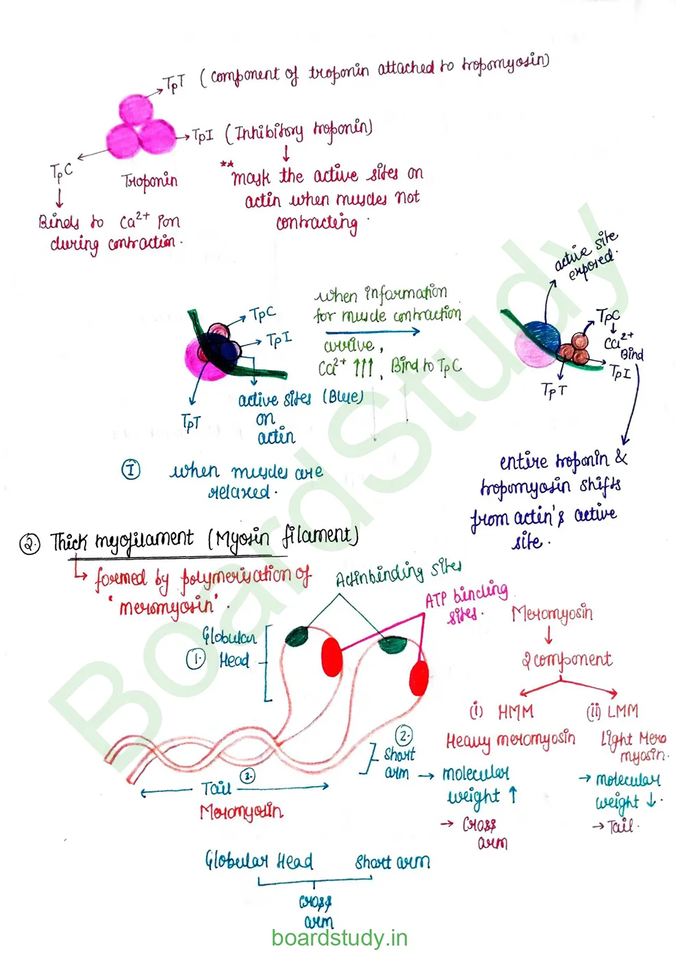 Locomotion & Movement_page-0009