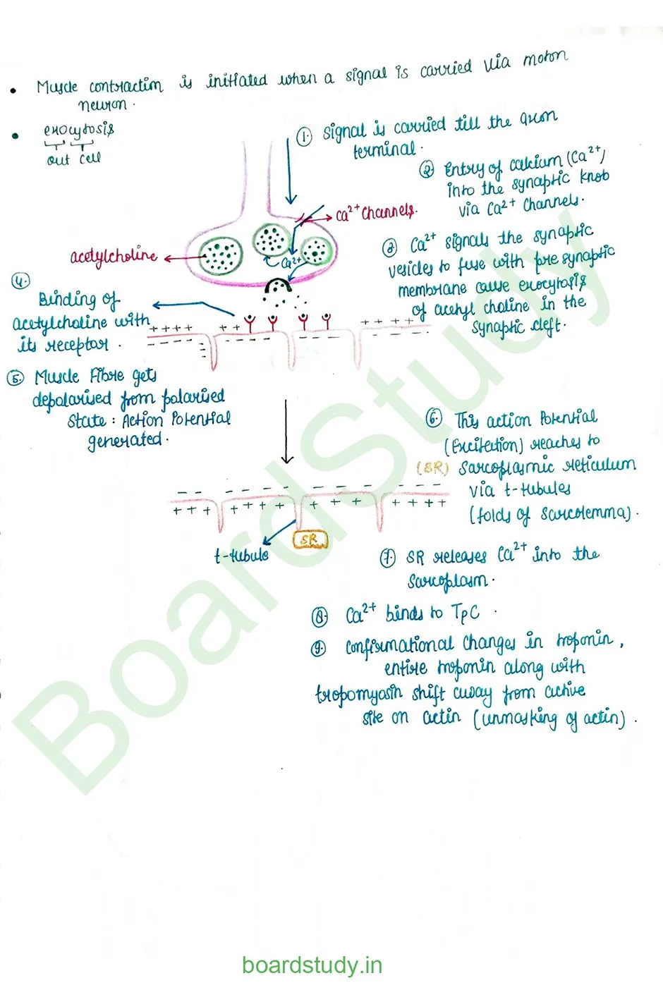 Locomotion & Movement_page-0011