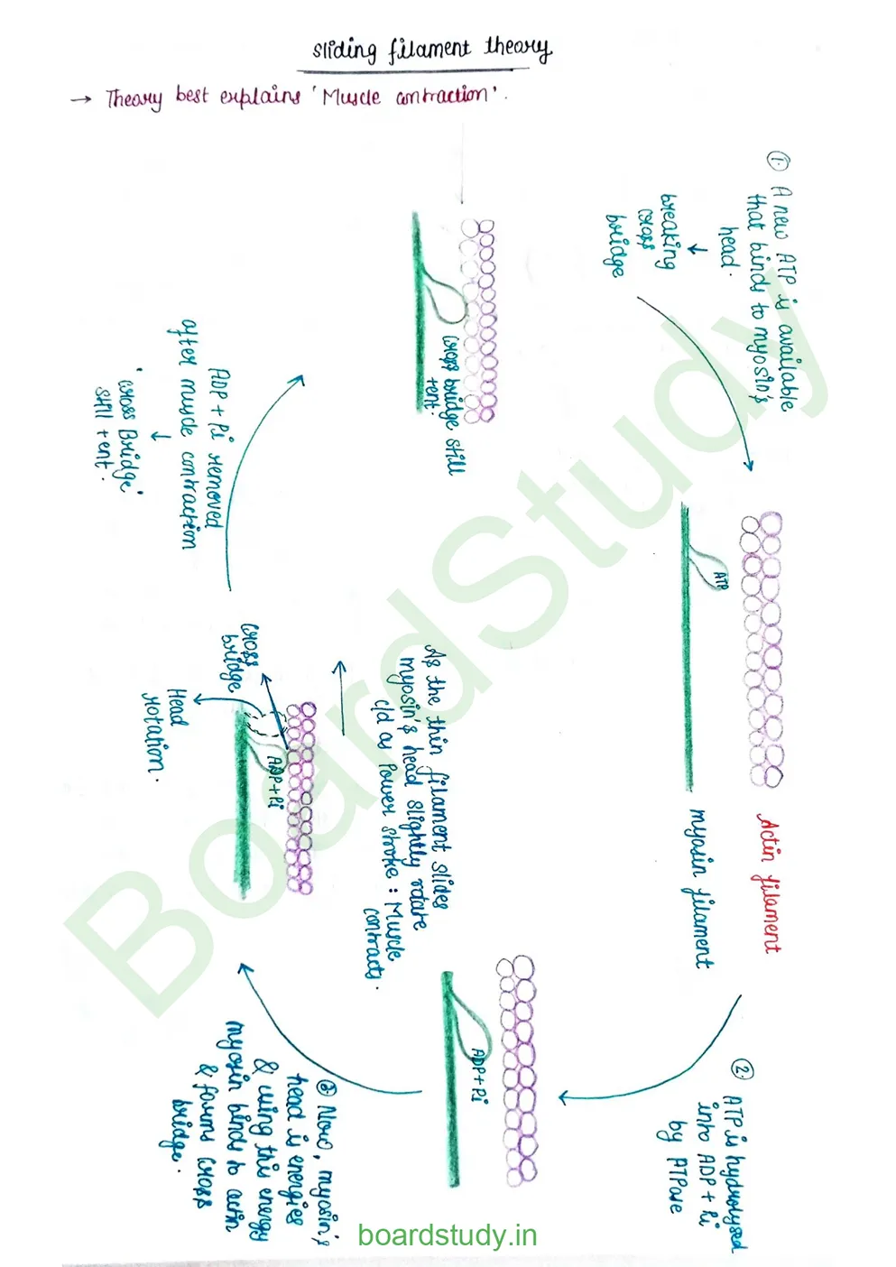 Locomotion & Movement_page-0012