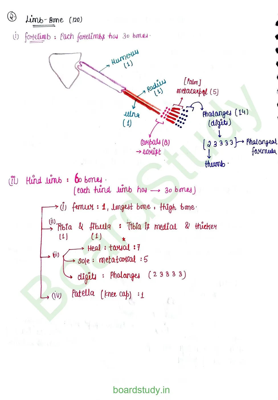Locomotion & Movement_page-0020