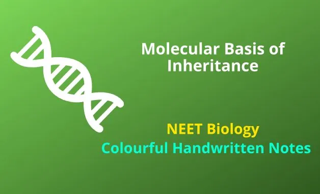 Molecular Basis of Inheritance