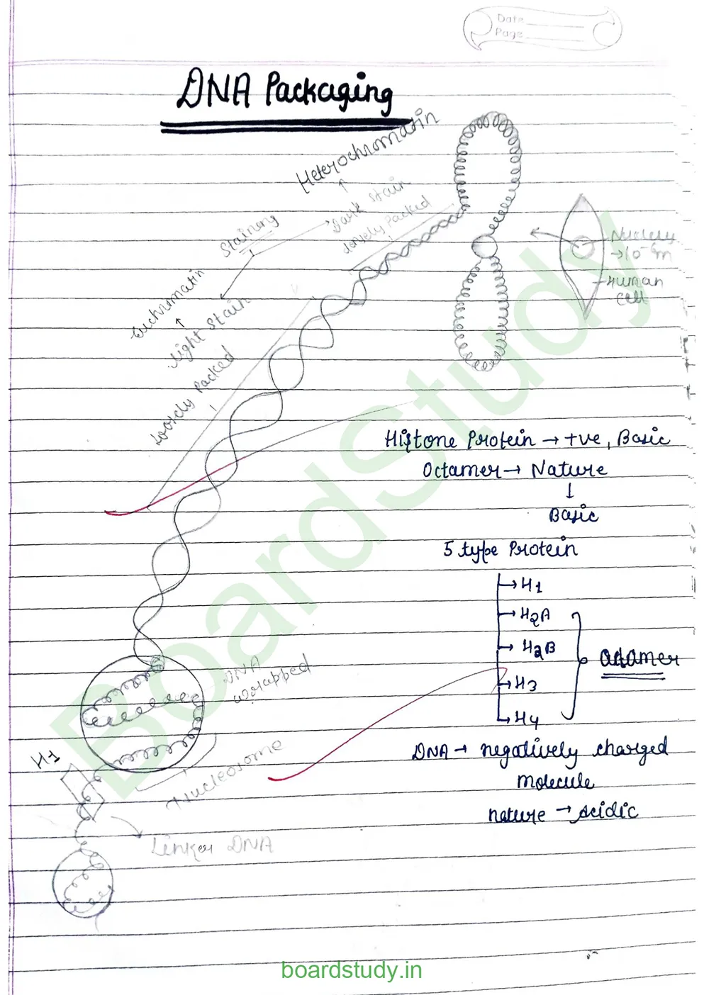 Molecular basis pf inheritance_page-0006