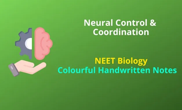 Neural Control & Coordination