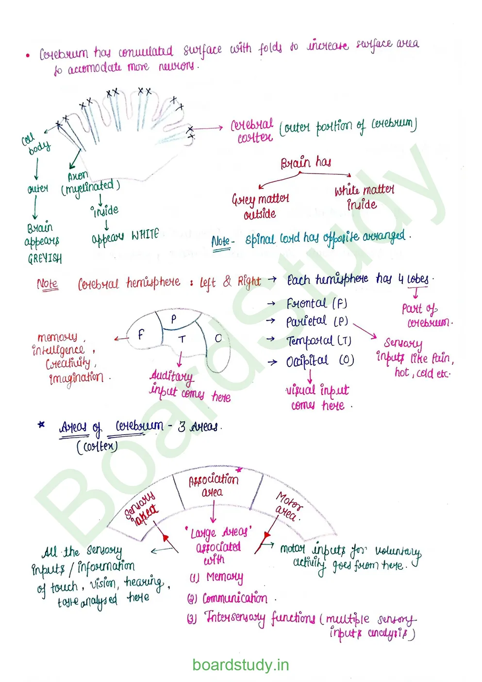 Neural Control and Coordination Notes_page-0017