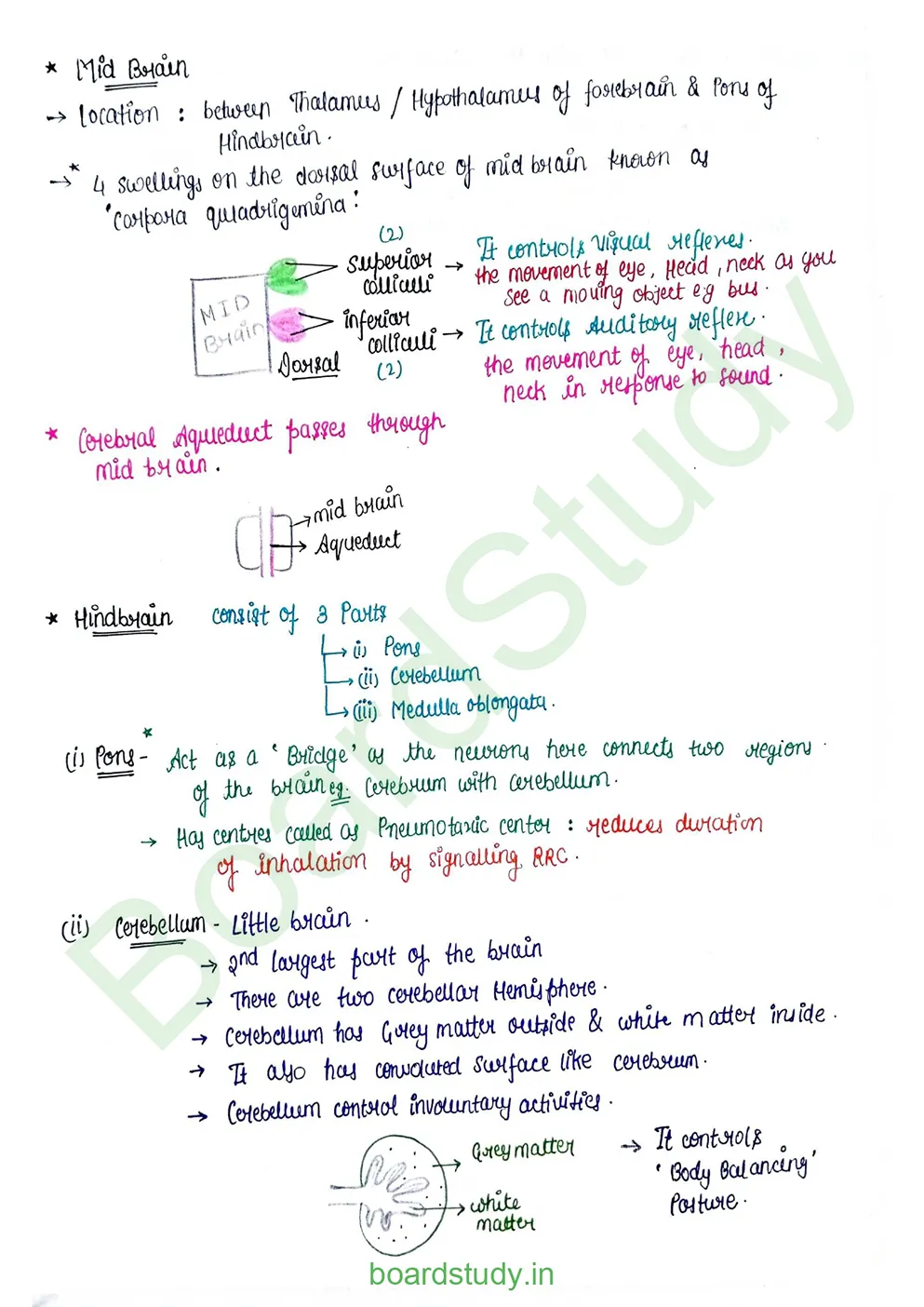 Neural Control and Coordination Notes_page-0019