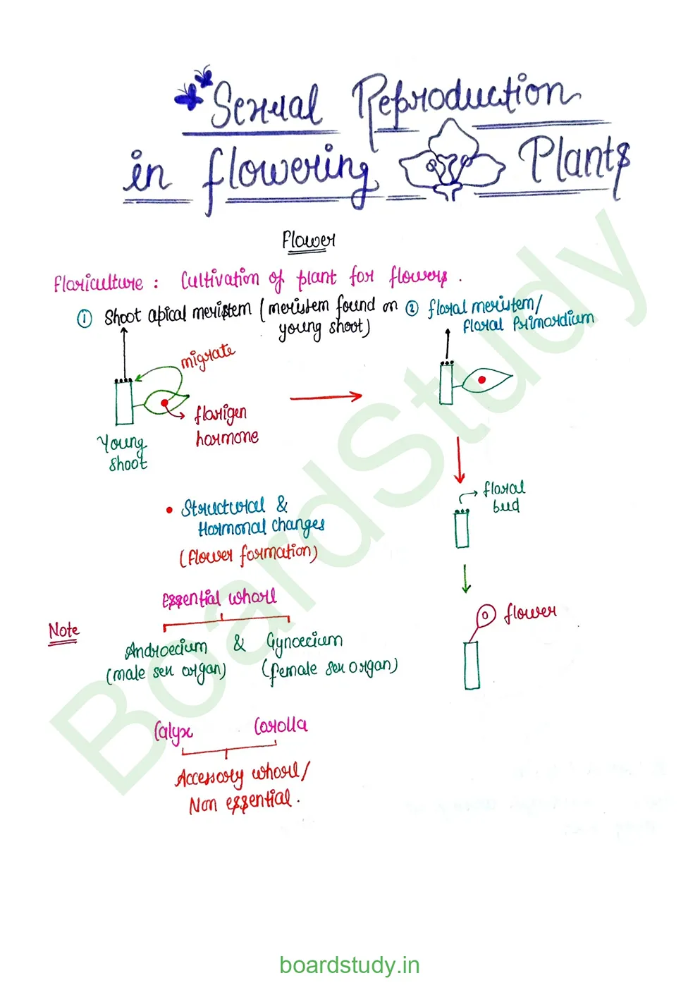Sexual Reproduction in flowering plants_page-0001