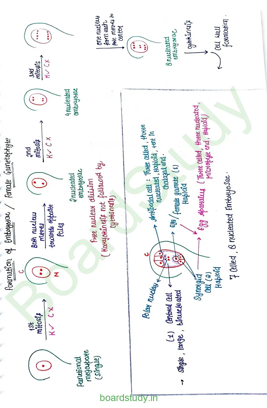 Sexual Reproduction in flowering plants_page-0011
