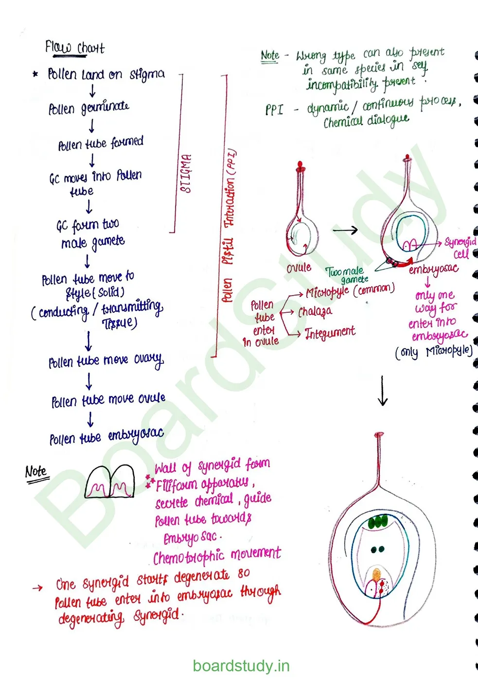 Sexual Reproduction in flowering plants_page-0020