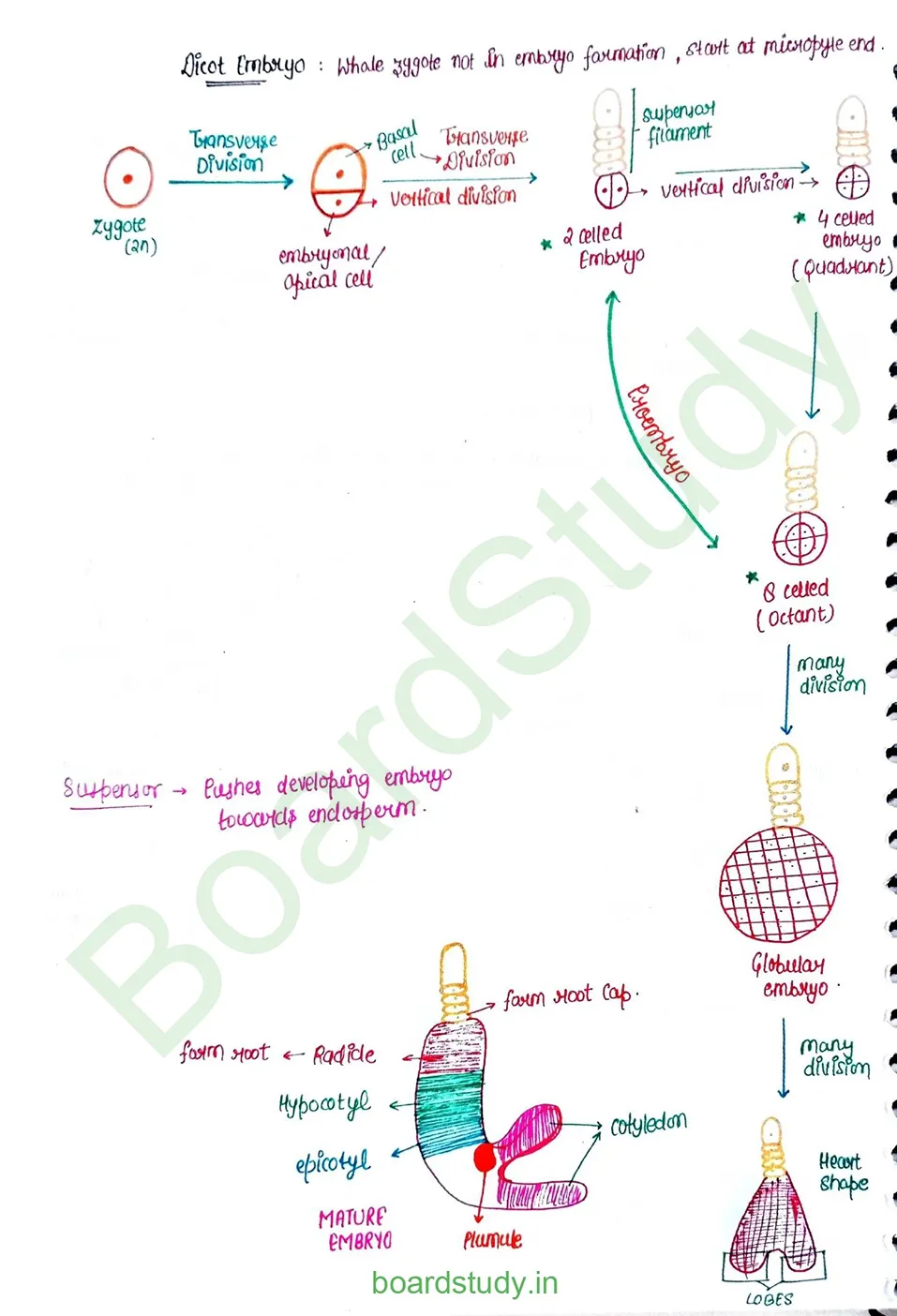 Sexual Reproduction in flowering plants_page-0024