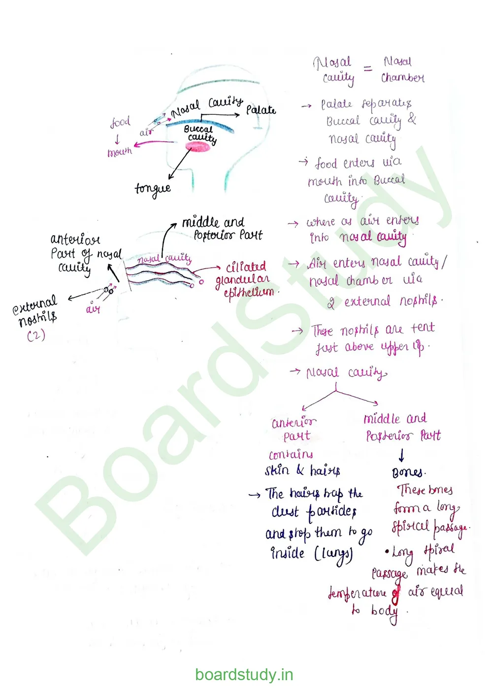 breathing & exchange of gases_page-0007