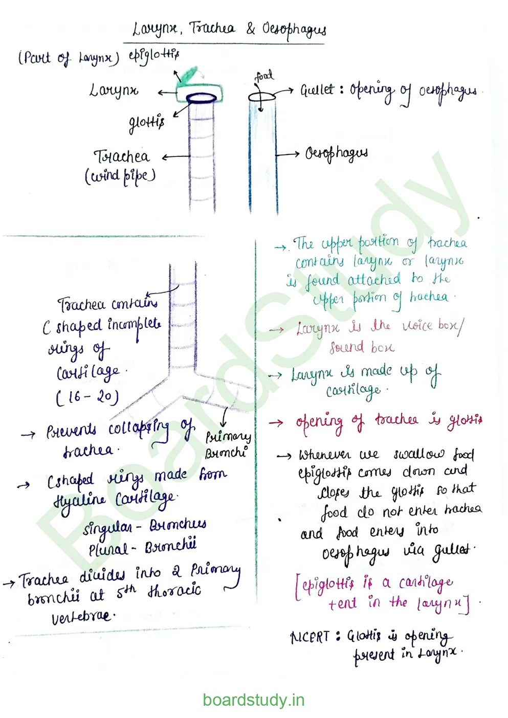 breathing & exchange of gases_page-0009