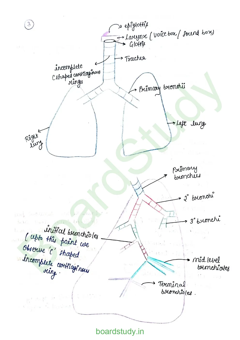 breathing & exchange of gases_page-0010
