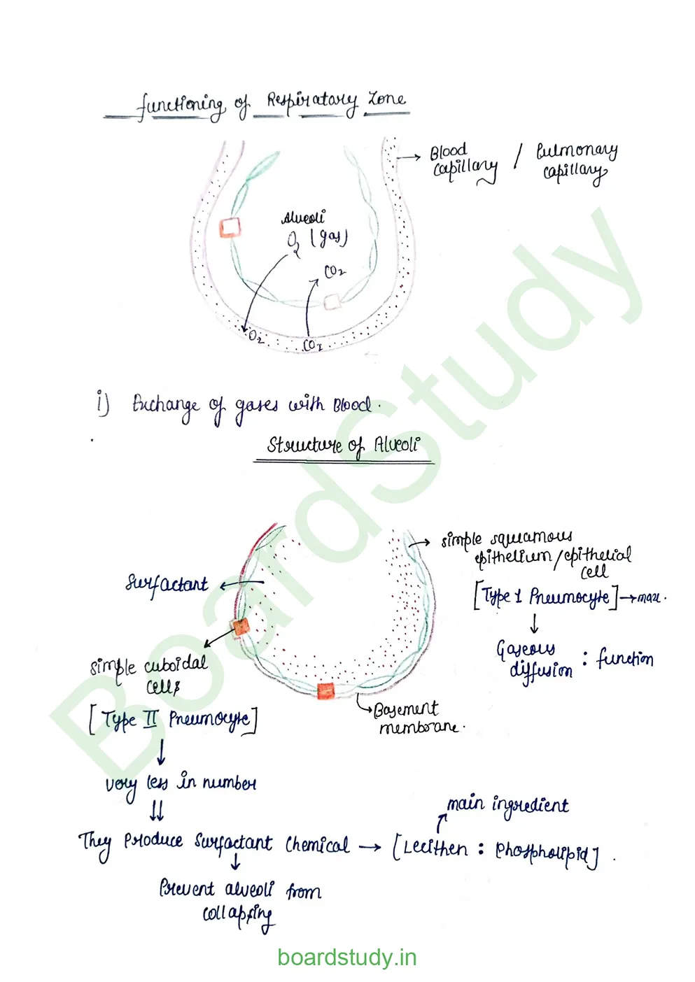 breathing & exchange of gases_page-0012