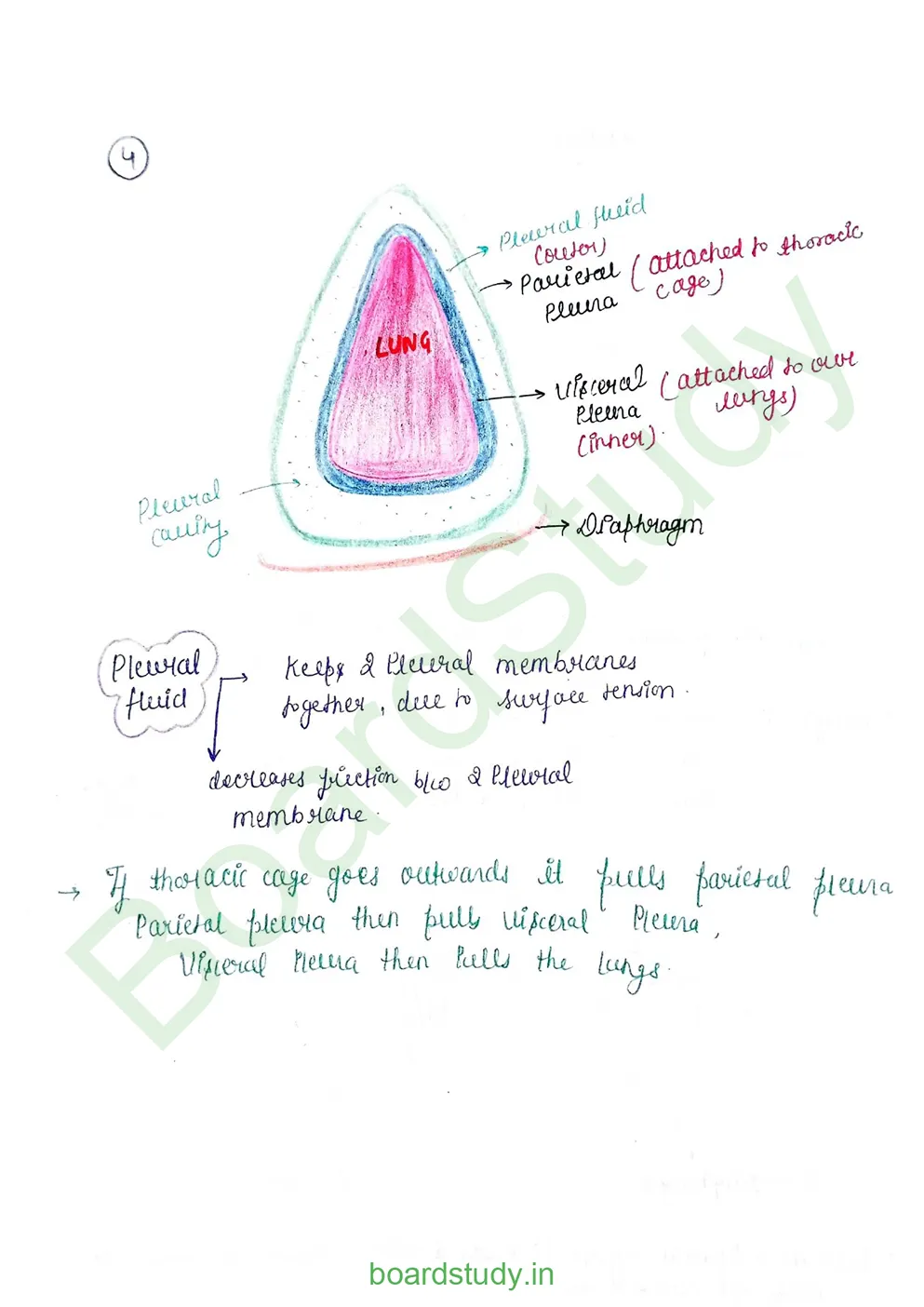 breathing & exchange of gases_page-0014
